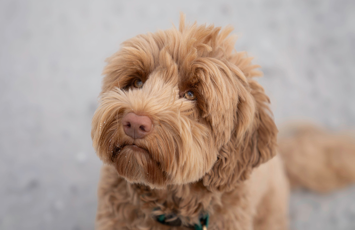 Je_bent_een_doodle_als_header