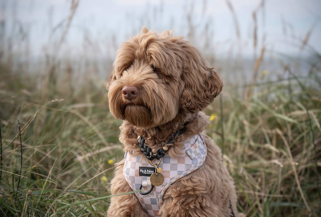 Albertina_Doodles_header1