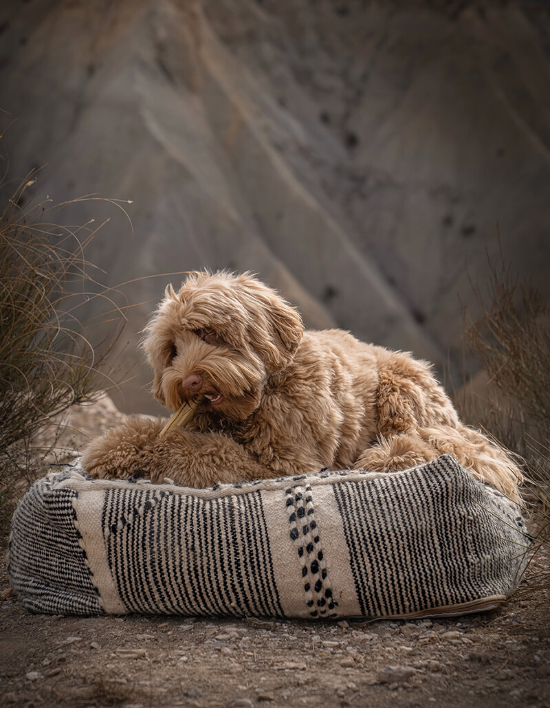 Vanlife_met_je_hond_3