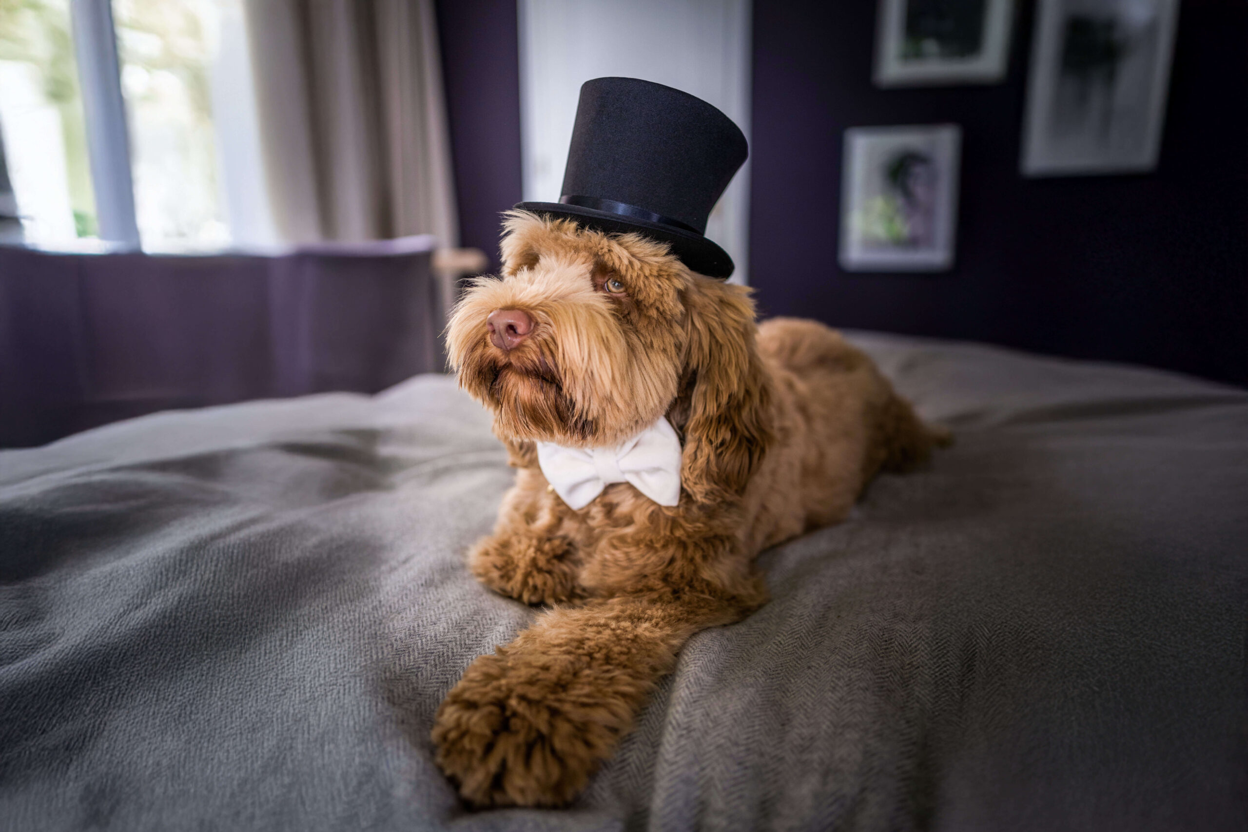 james hoedje Hoe betrek je je hond bij je bruiloft