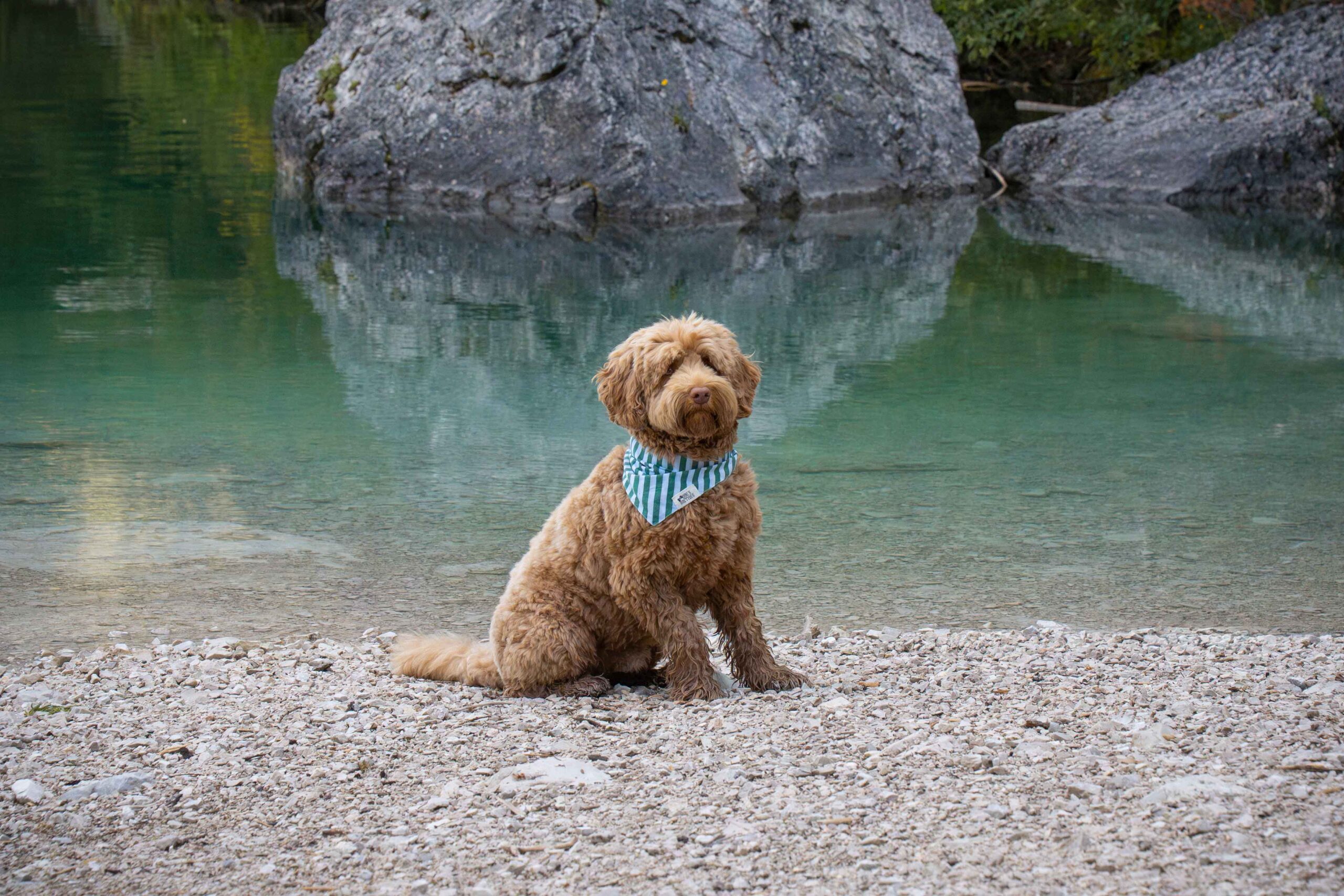Roadtrip door Kroatië met je hond 