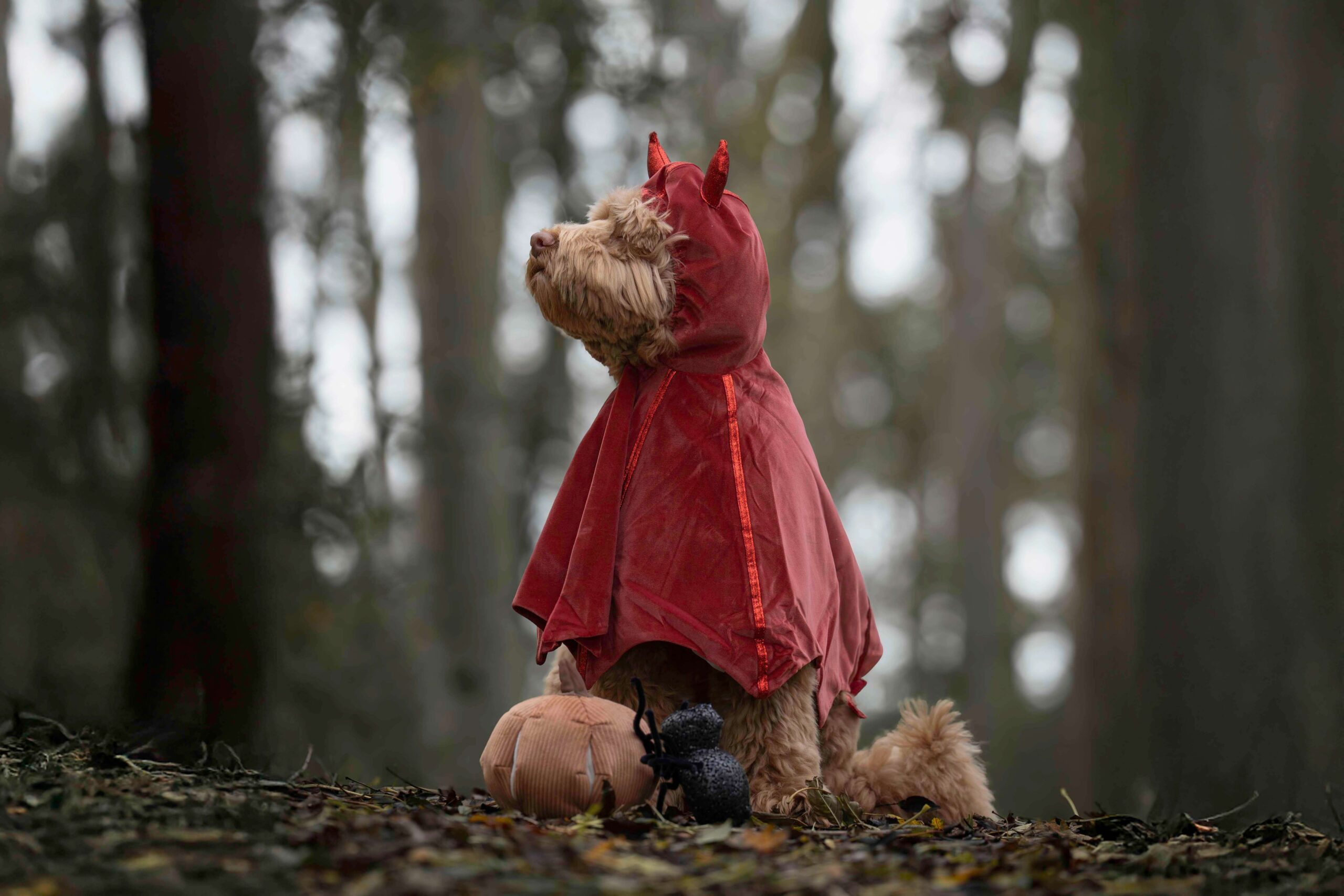 5x Halloween vieren met je hond