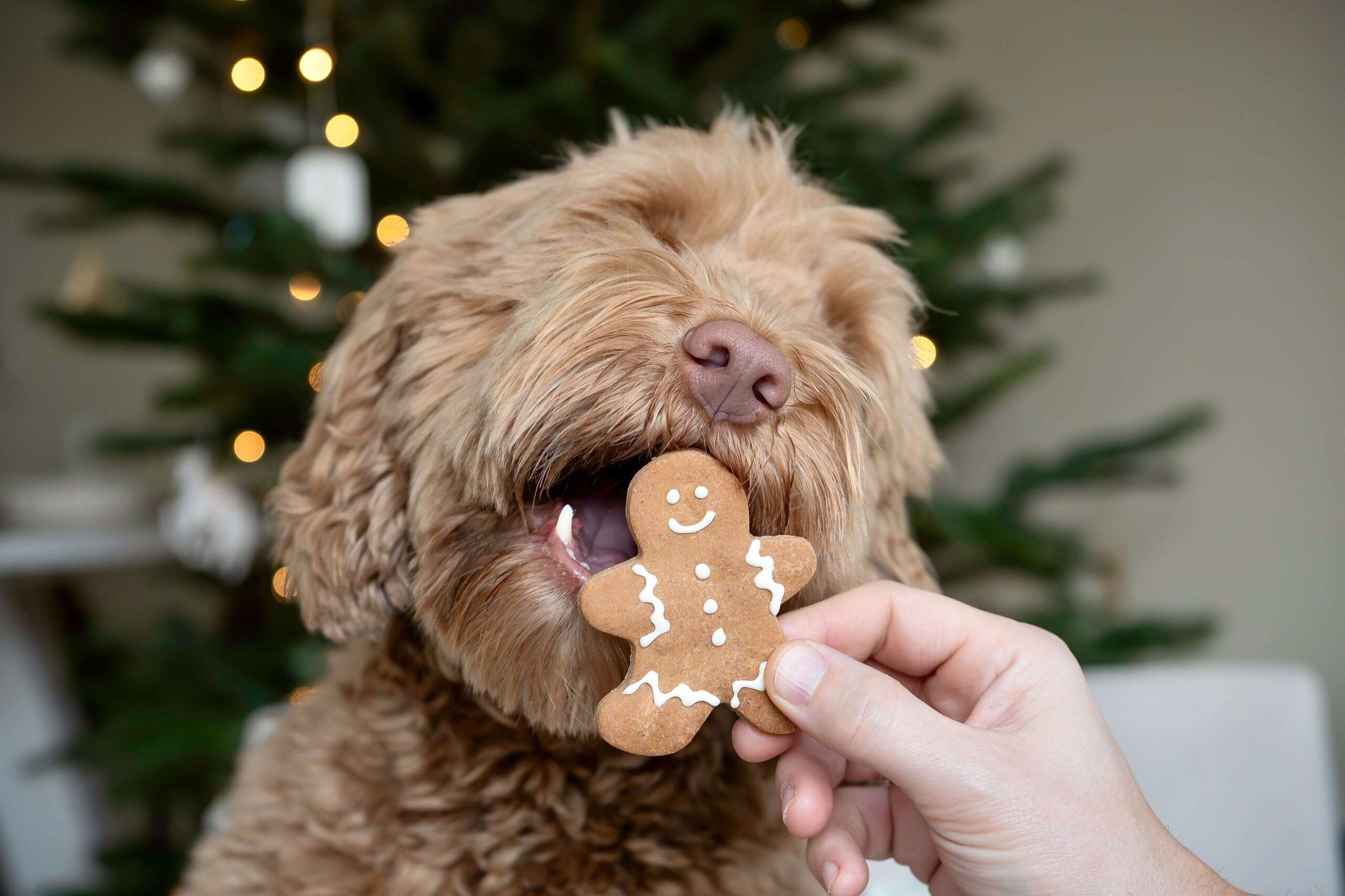 Handmade hondenkoekjes van de koekwinkel