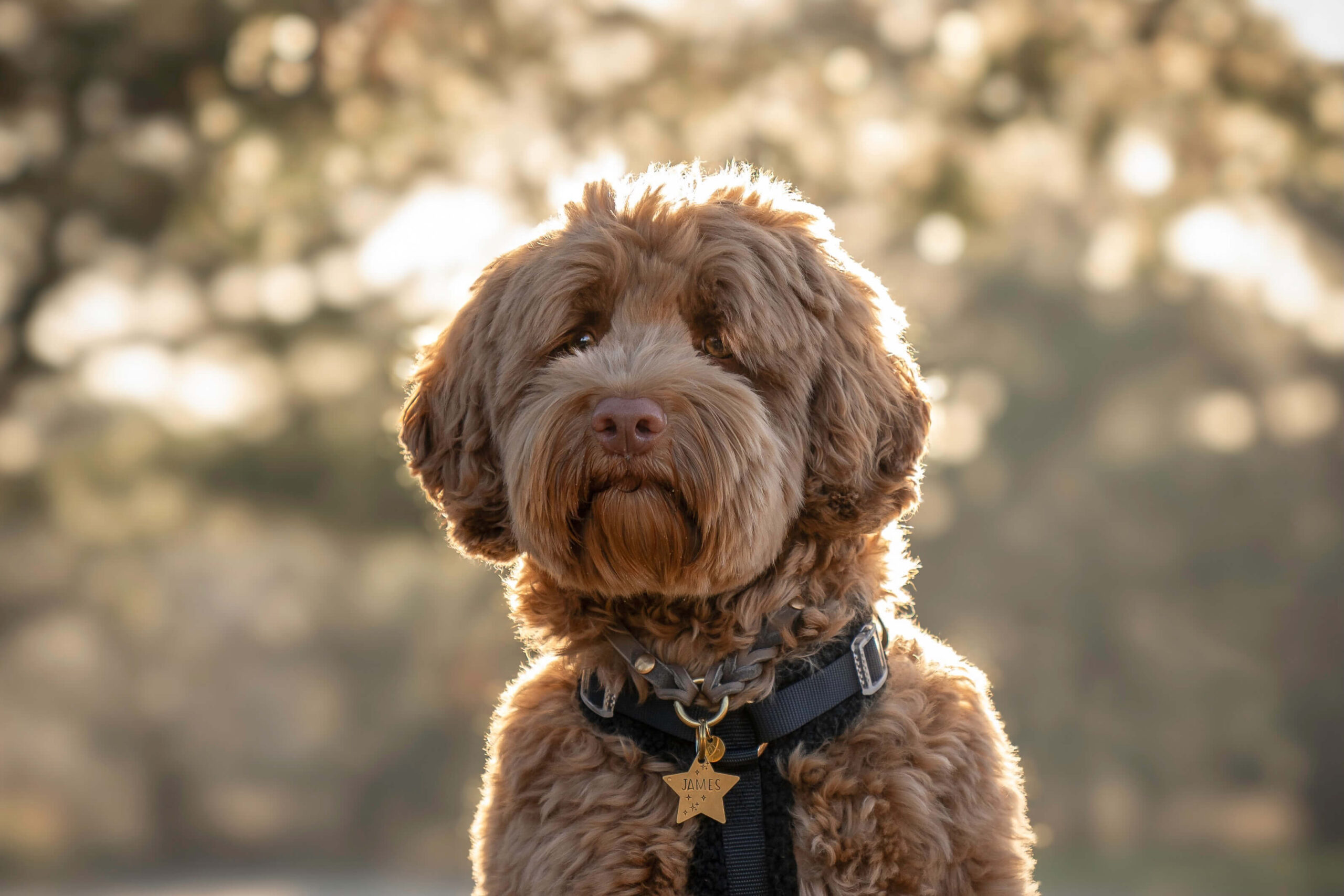 Honden ID tag Verse Munt