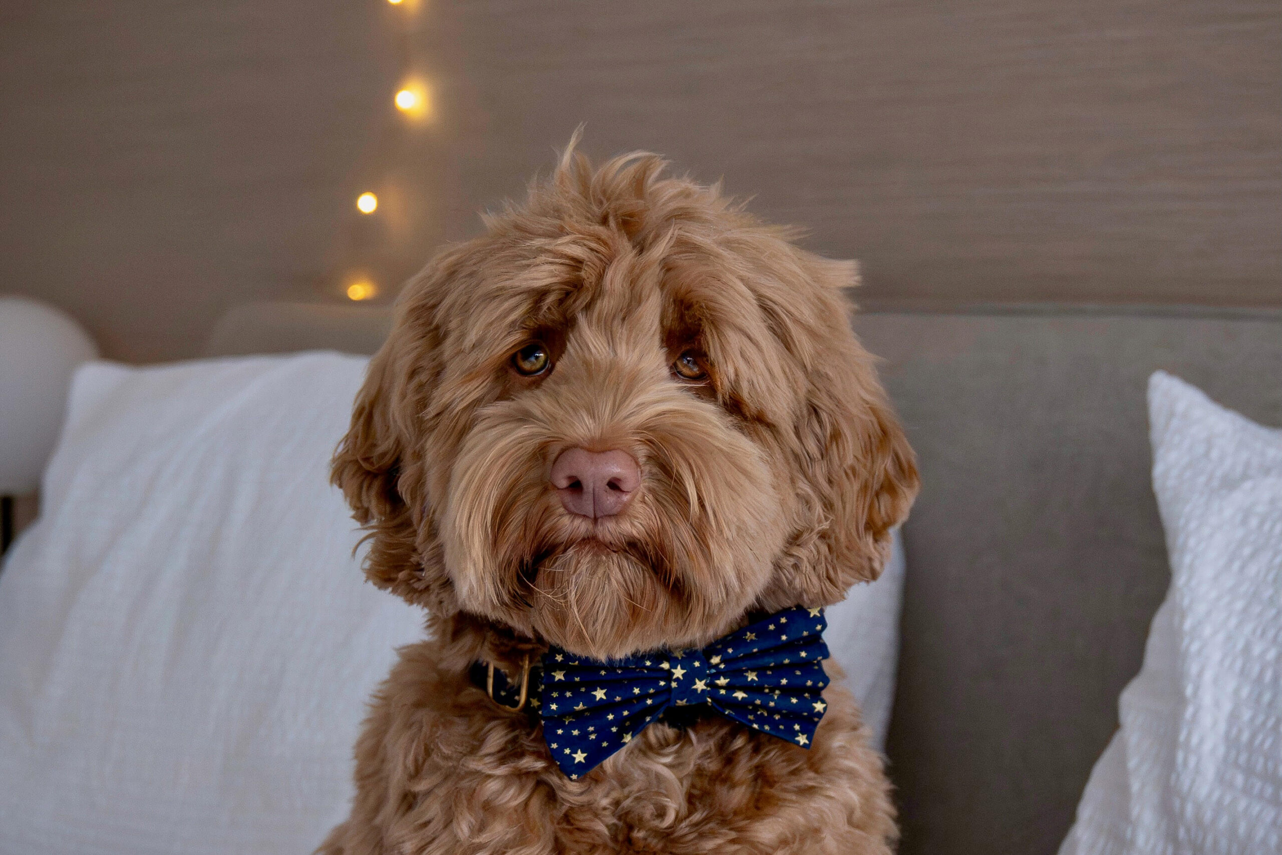 Kerstshoppen voor je hond