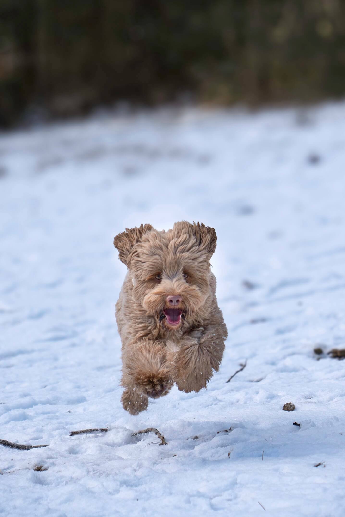 Sneeuwzoomies