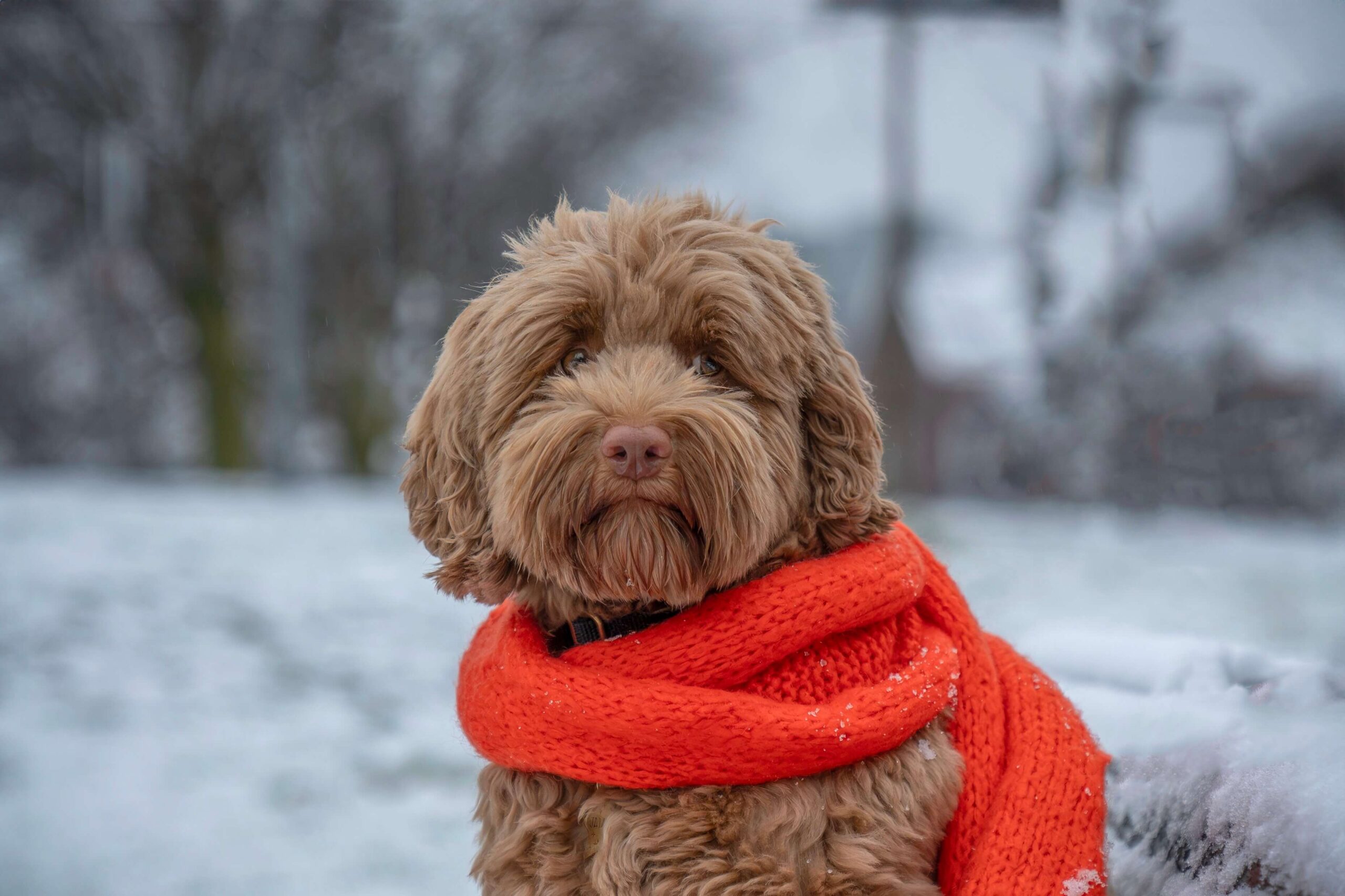 Kou is cool, maar let op je hond