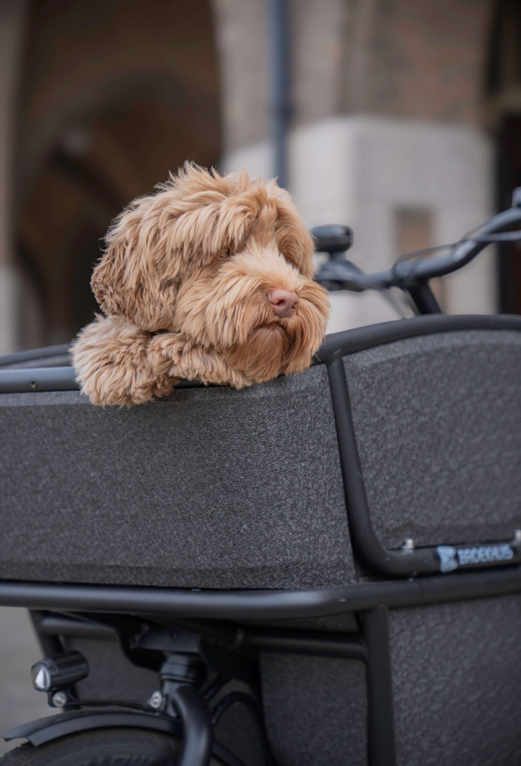 Hond in bakfiets Hond in bakfiets