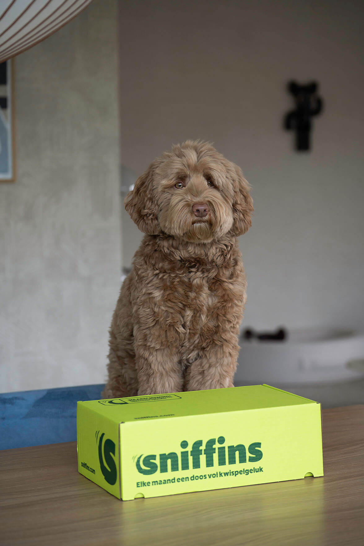 Sniffins Box honden