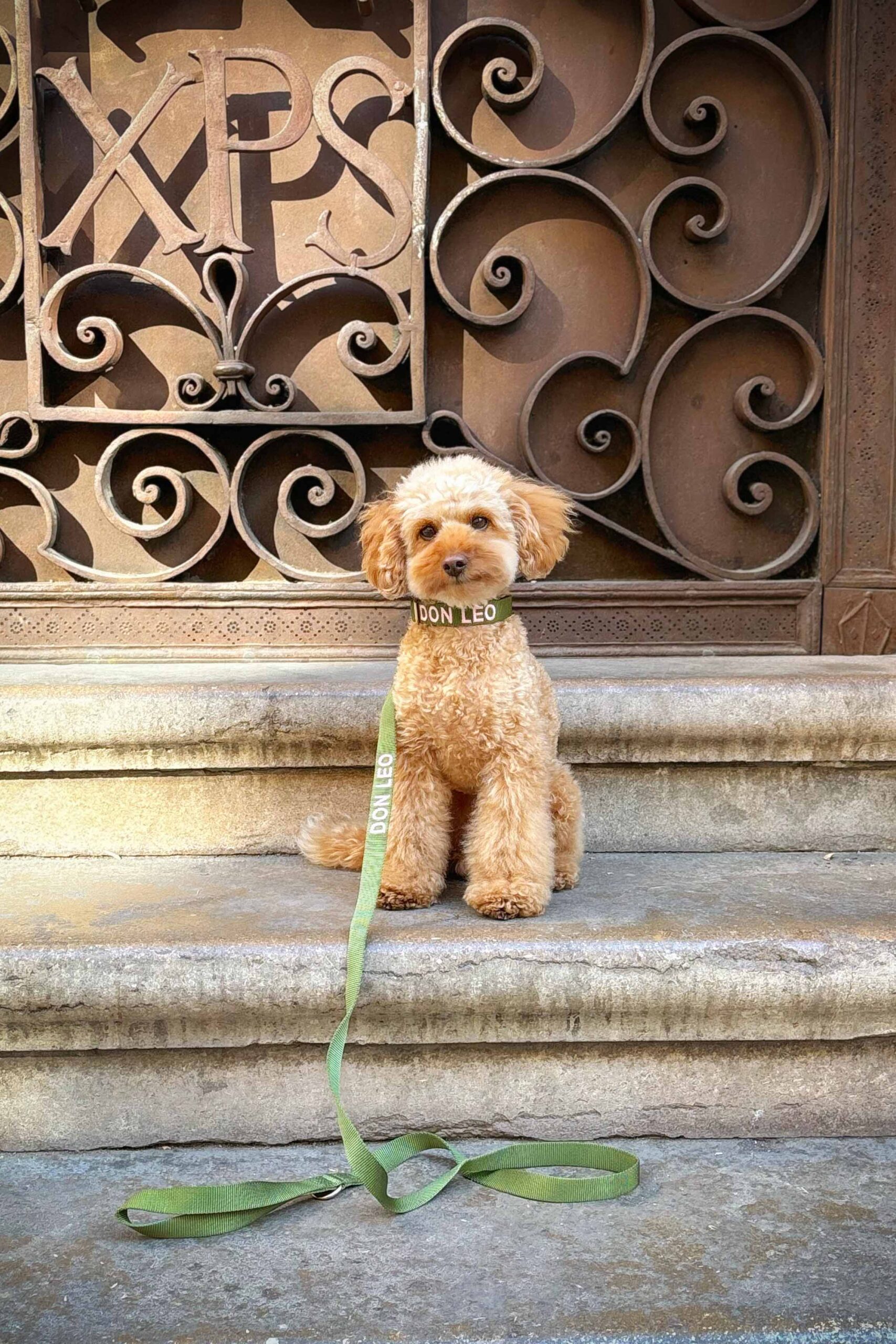 Toy poedel Don Leo in Valencia