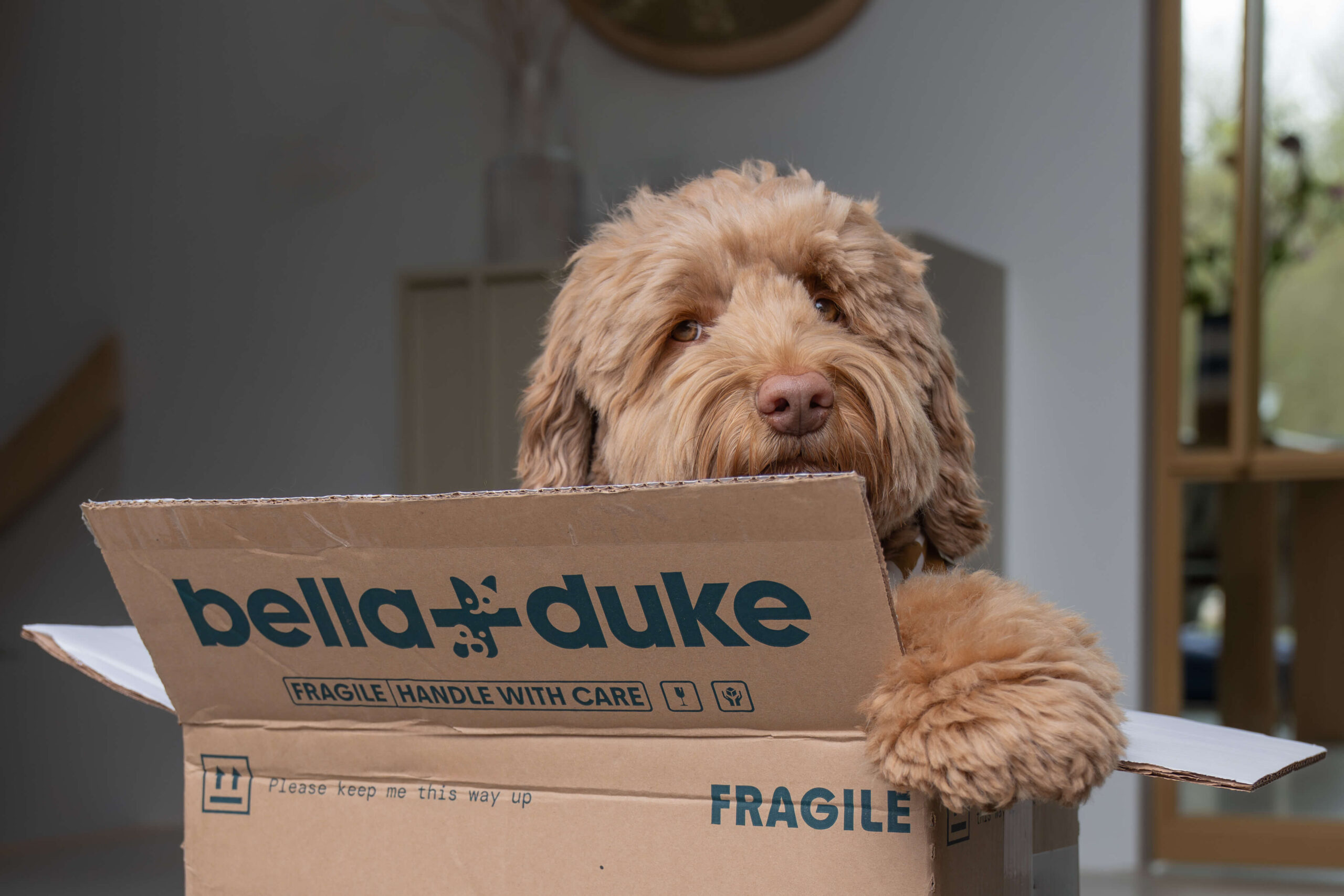 Bella + Duke