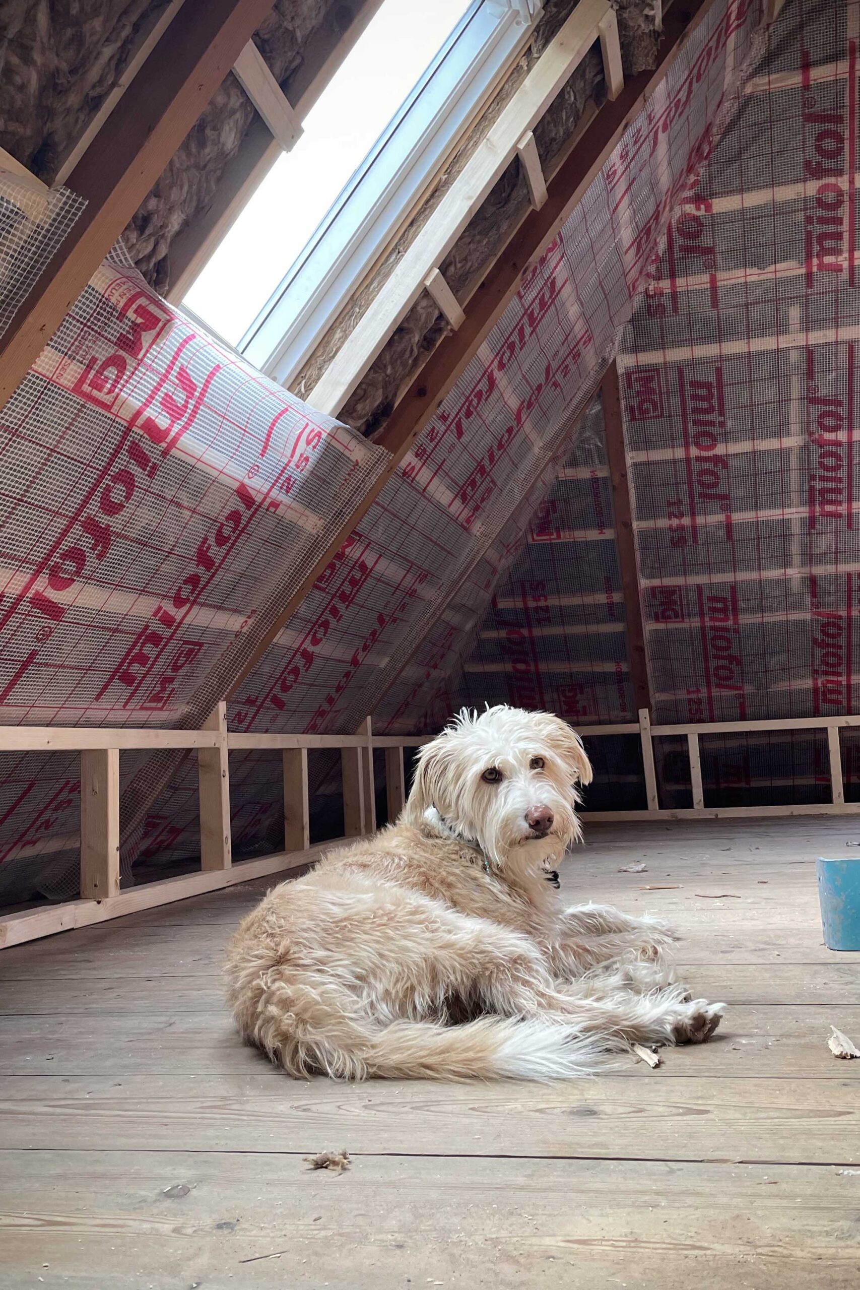 Verbouwen met je hond tips