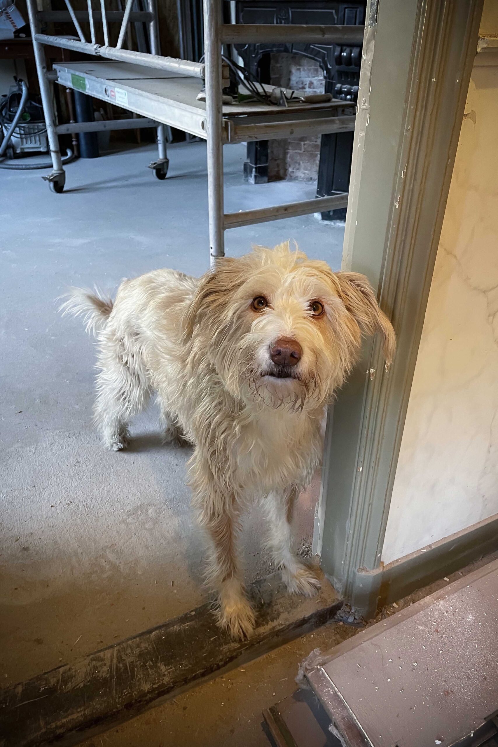 Verbouwen met je hond tips