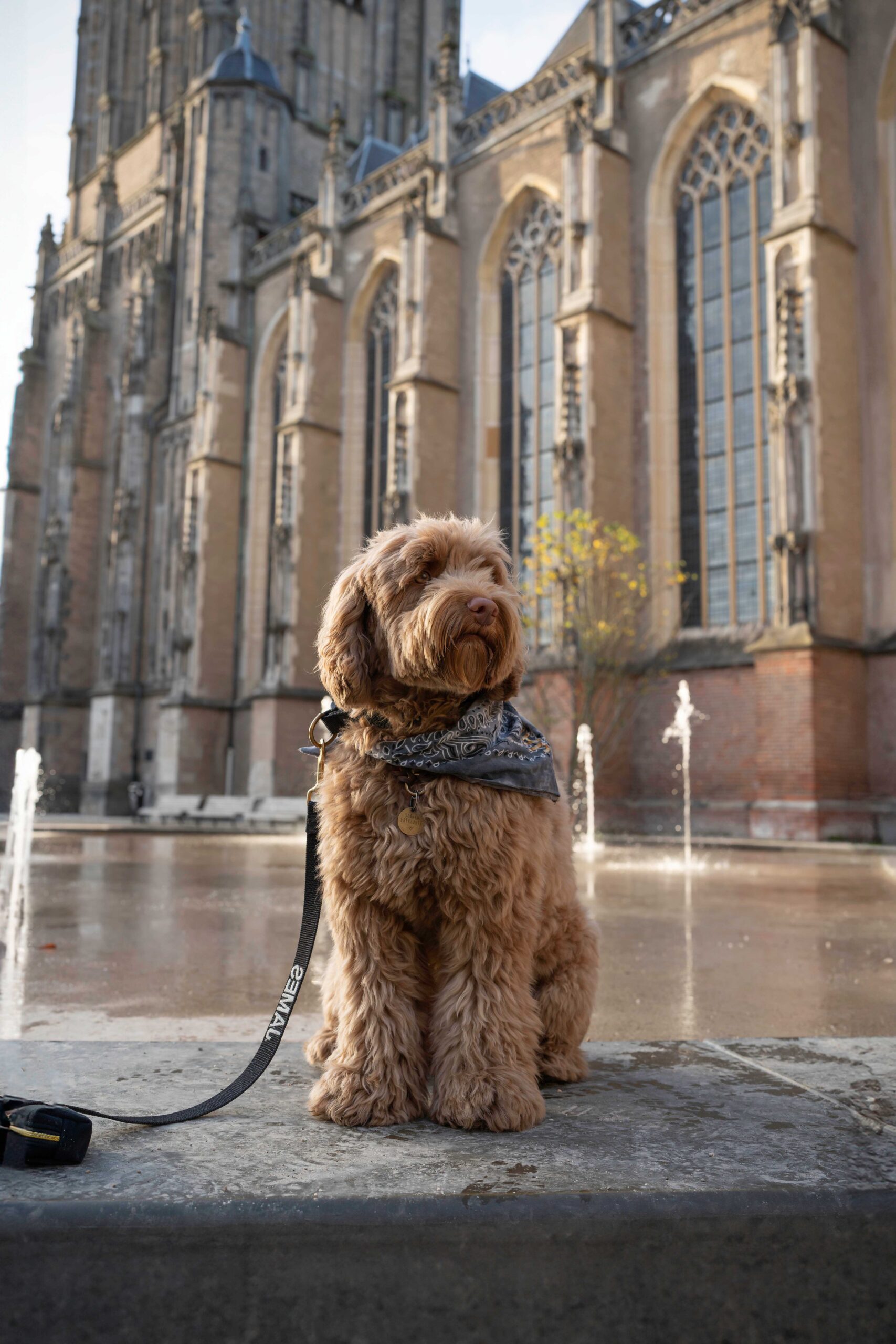 10 redenen waarom honden leuker zijn dan mensen