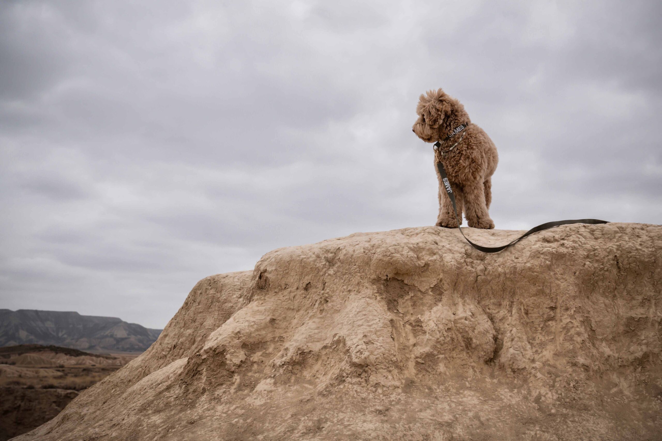 Header Rescue Dog blog