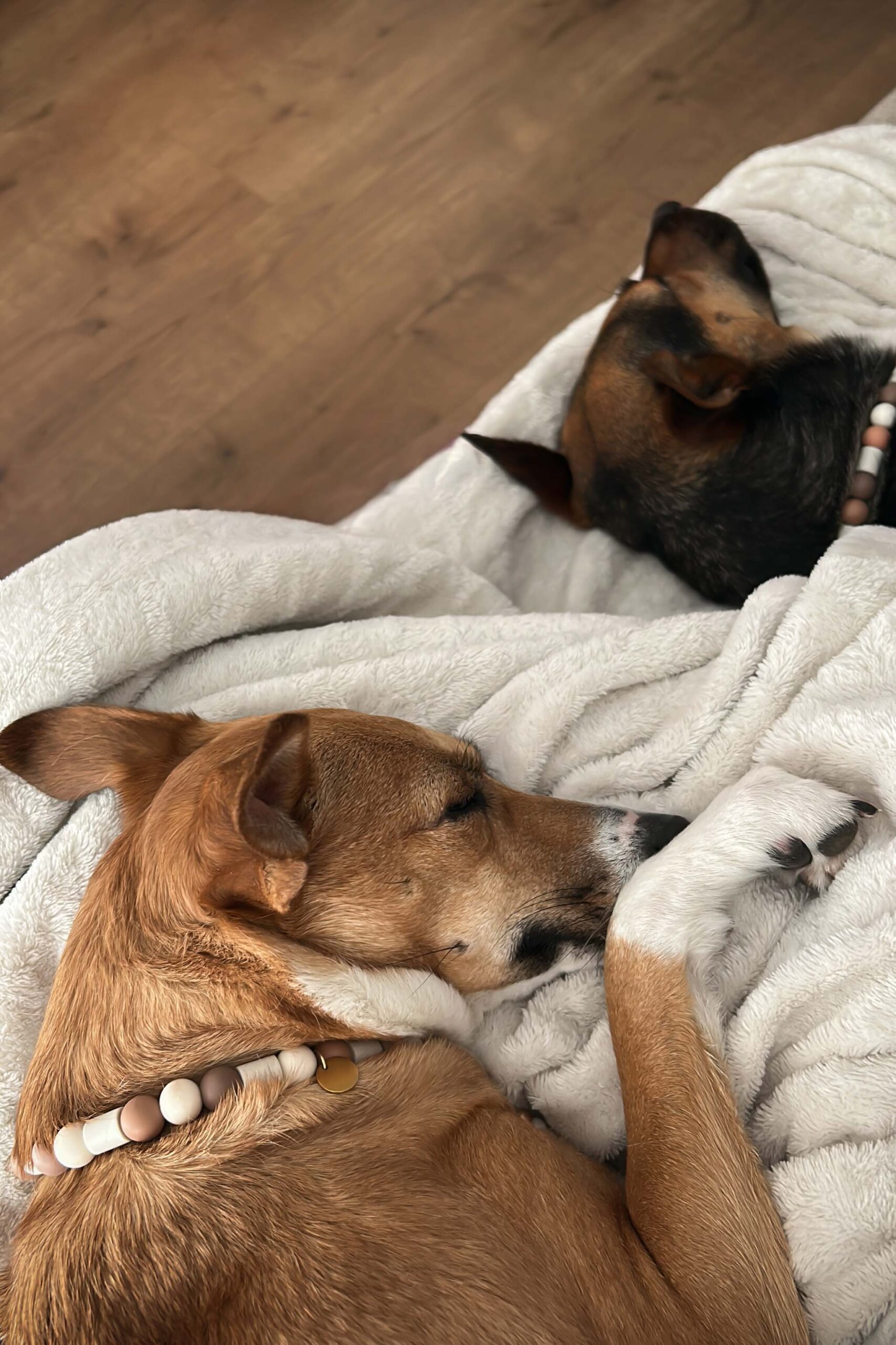 Rescue dog adopteren