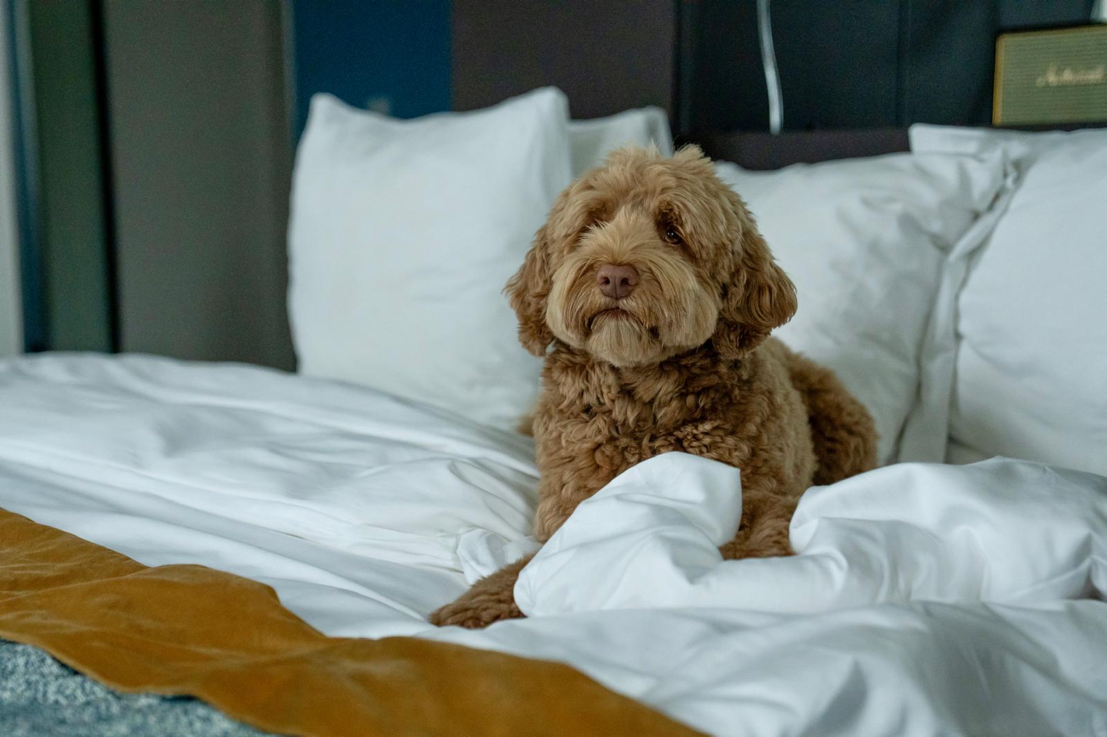 IMG_0567 dog-friendly hotel Amsterdam