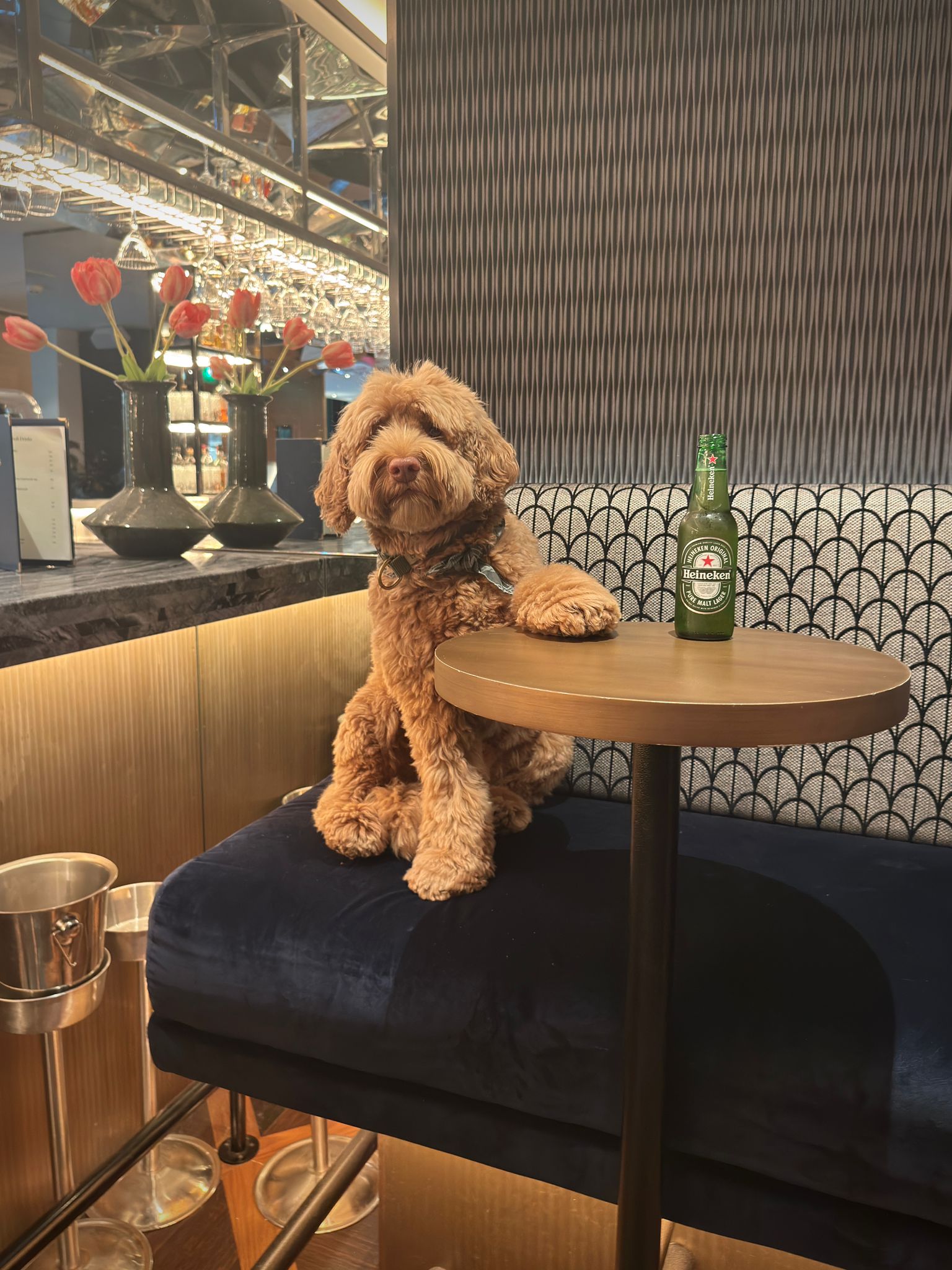 James Hond Park Centraal Amsterdam Park Centraal Amsterdam: check-in voor honden met stijl