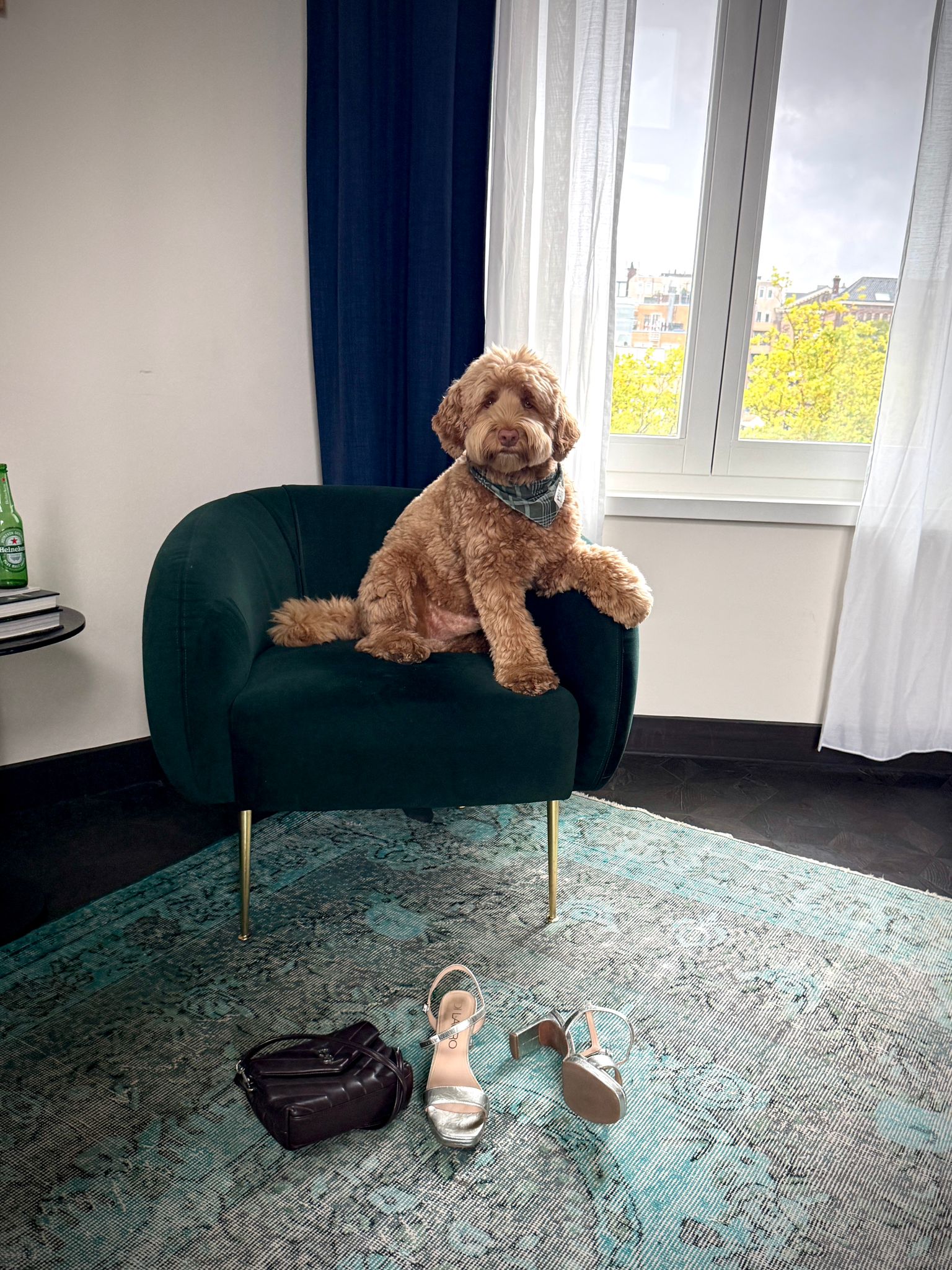 Sircle Collection | Dog Friendly | Mister James Hond Sircle Collection | Dog Friendly | Mister James Hond