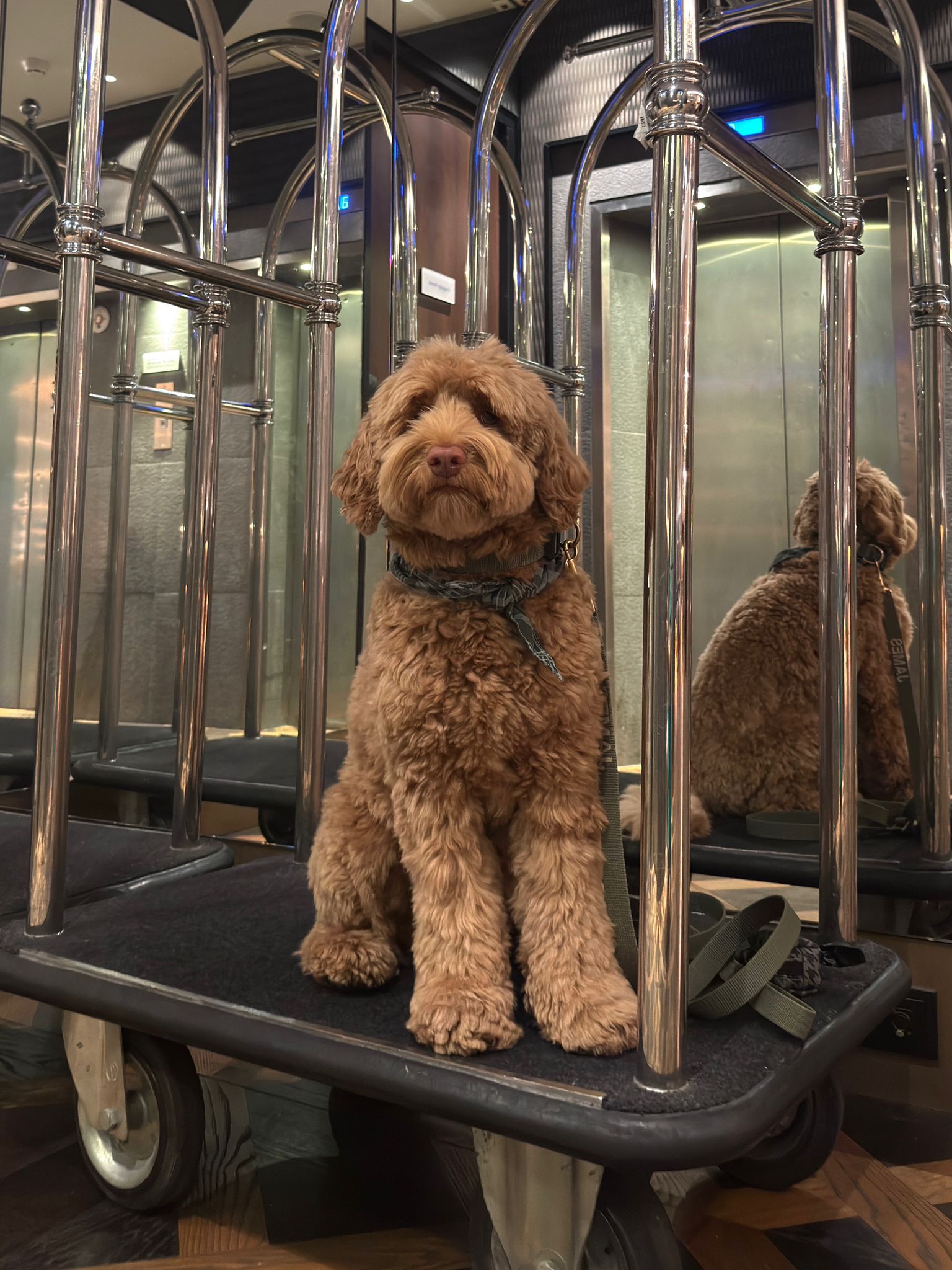 Mister James hond Hotel Amsterdam Park Centraal Amsterdam: check-in voor honden met stijl